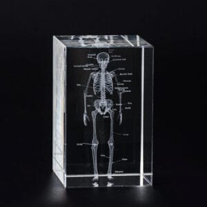 3D Human Skeleton Crystal Model